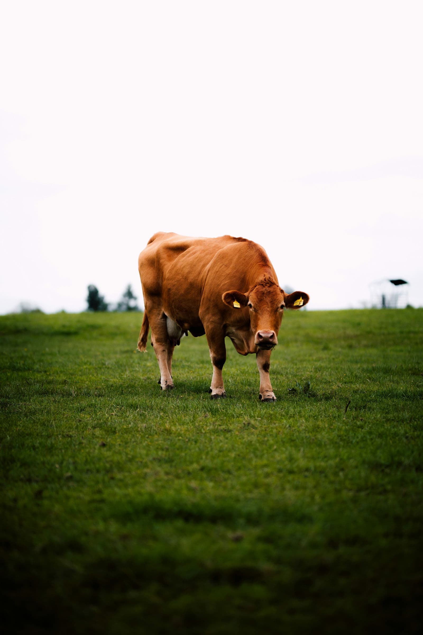 Cow
